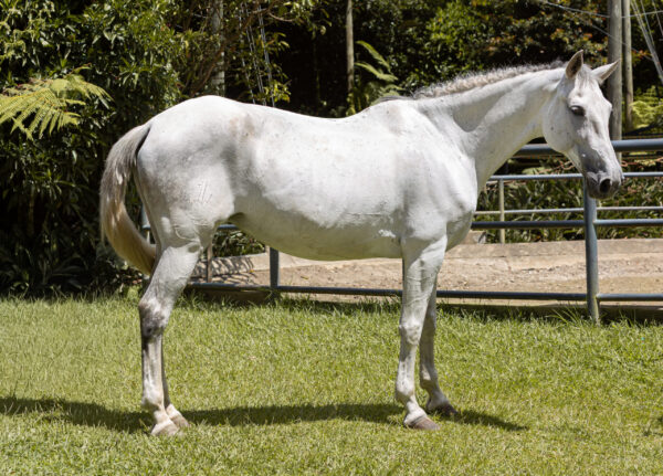 NEGRILLA LQ (LOTE: #25)