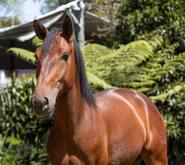 YIBRAN LQ